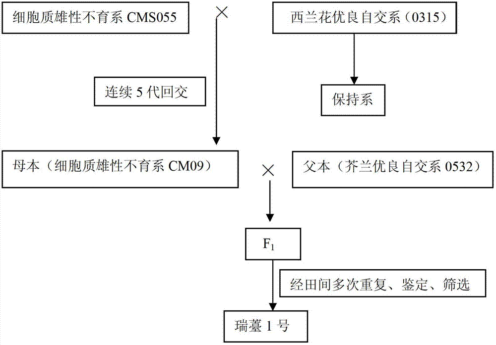 Breeding method of early-ripe and disease-resistant broccolini