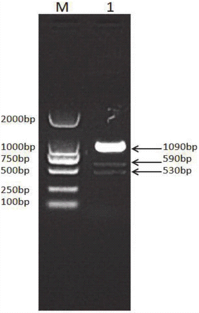 Recombinant canine long-acting interferon alpha, fusion protein for preparing long-acting interferon, and preparation method of fusion protein