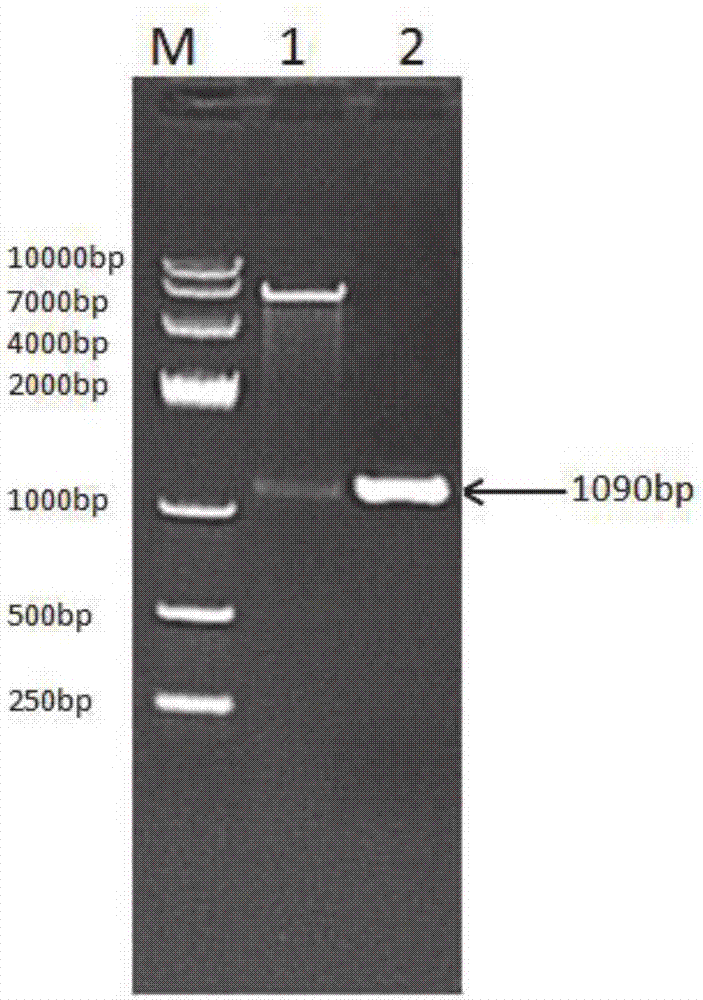 Recombinant canine long-acting interferon alpha, fusion protein for preparing long-acting interferon, and preparation method of fusion protein