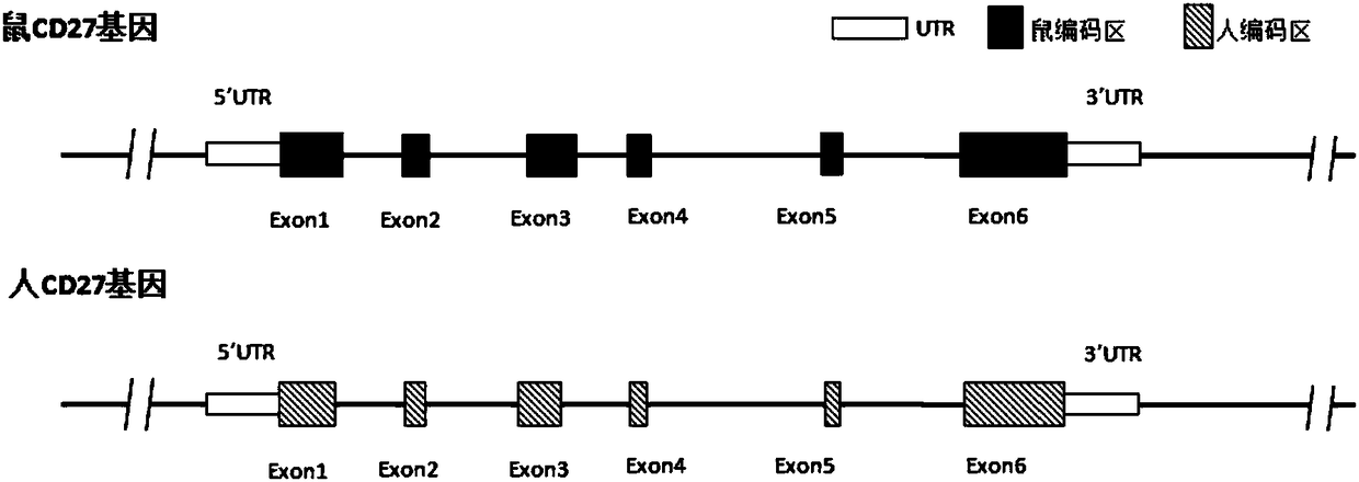 Preparation method and application of humanized gene modification animal model