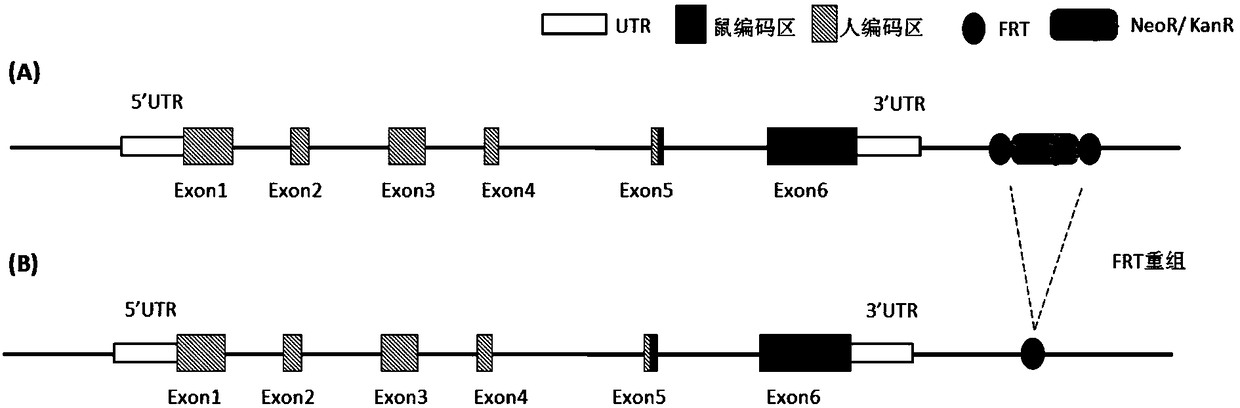 Preparation method and application of humanized gene modification animal model