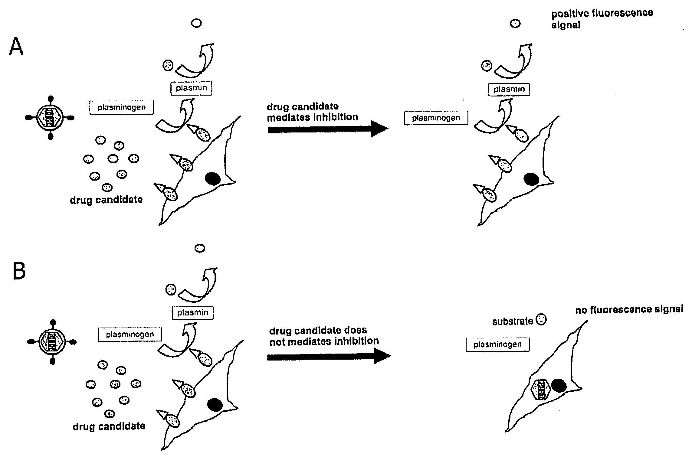 Inhibitors of viral entry screening method