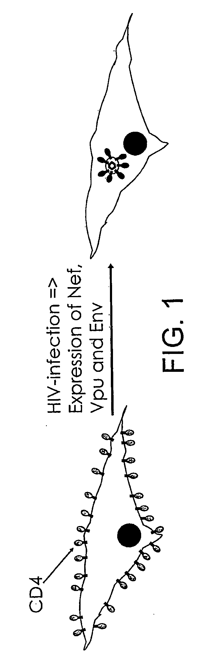 Inhibitors of viral entry screening method