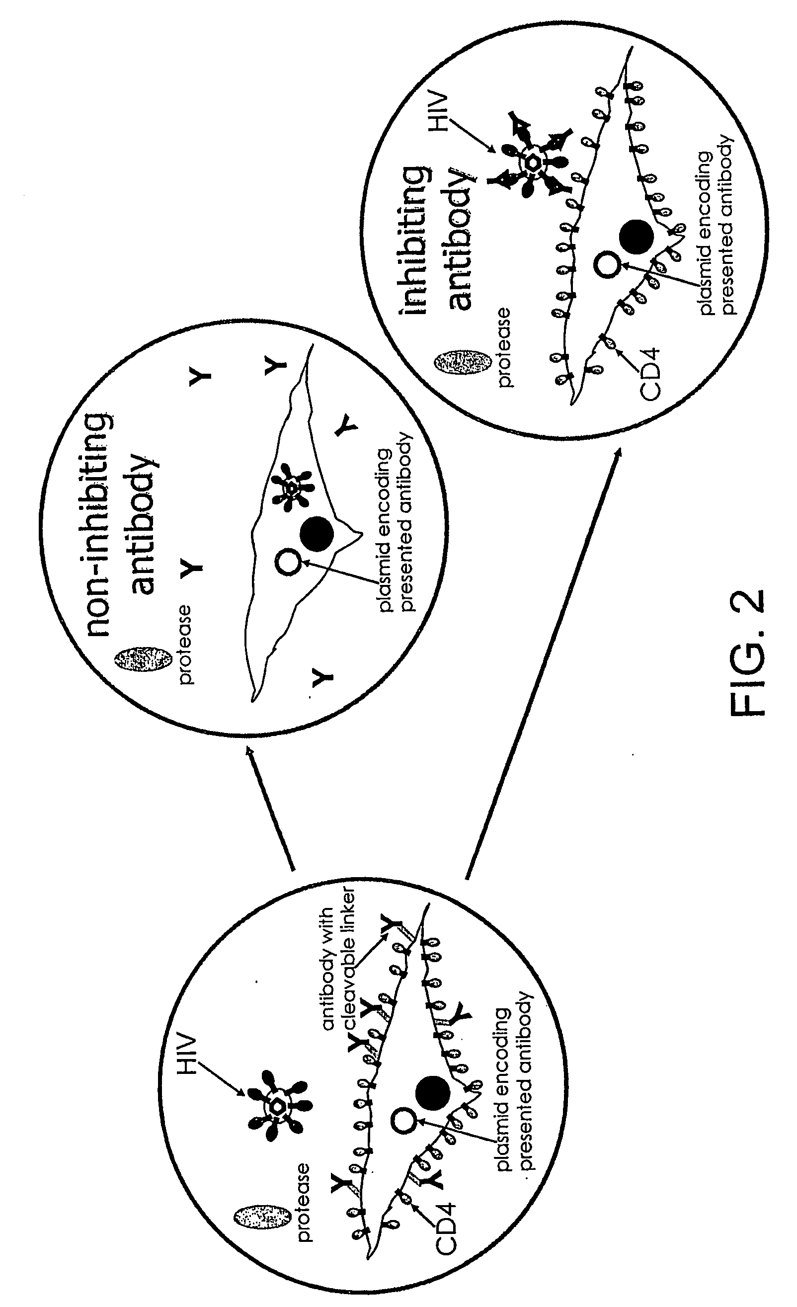 Inhibitors of viral entry screening method