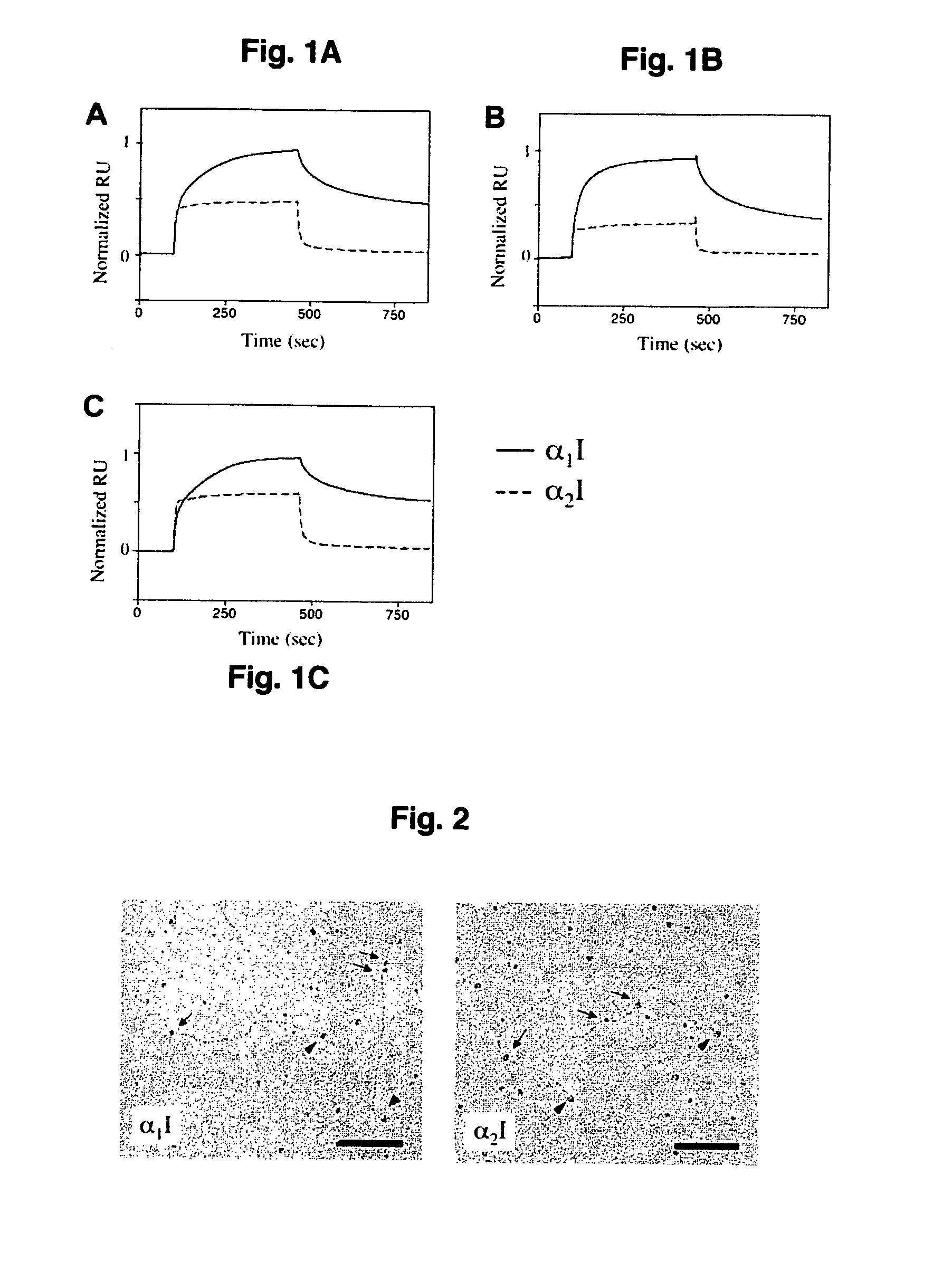 Specific binding sites in collagen for integrins and use thereof