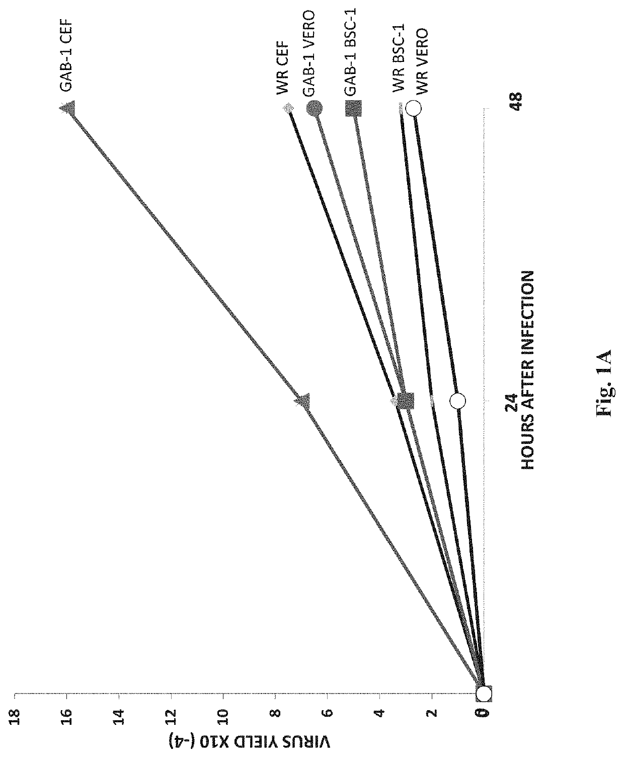 Therapeutic vaccine for the treatment of papillomavirus lesions