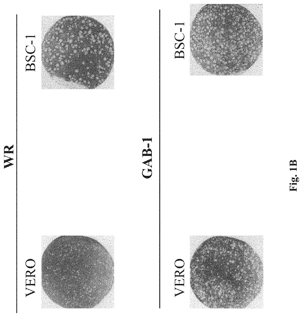 Therapeutic vaccine for the treatment of papillomavirus lesions