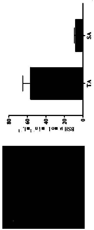 Lactobacillus fermentum KP101 and application thereof