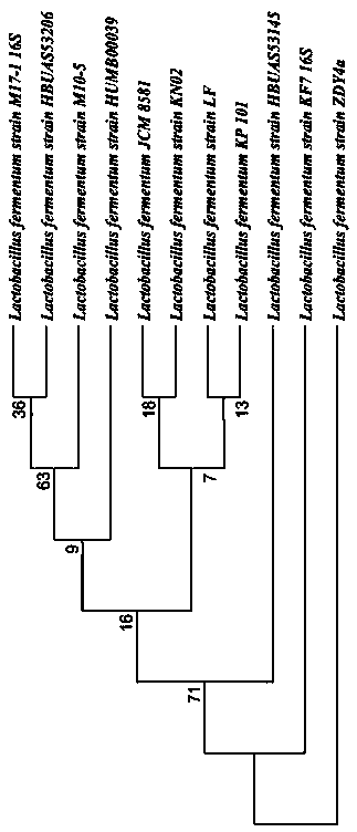 Lactobacillus fermentum KP101 and application thereof