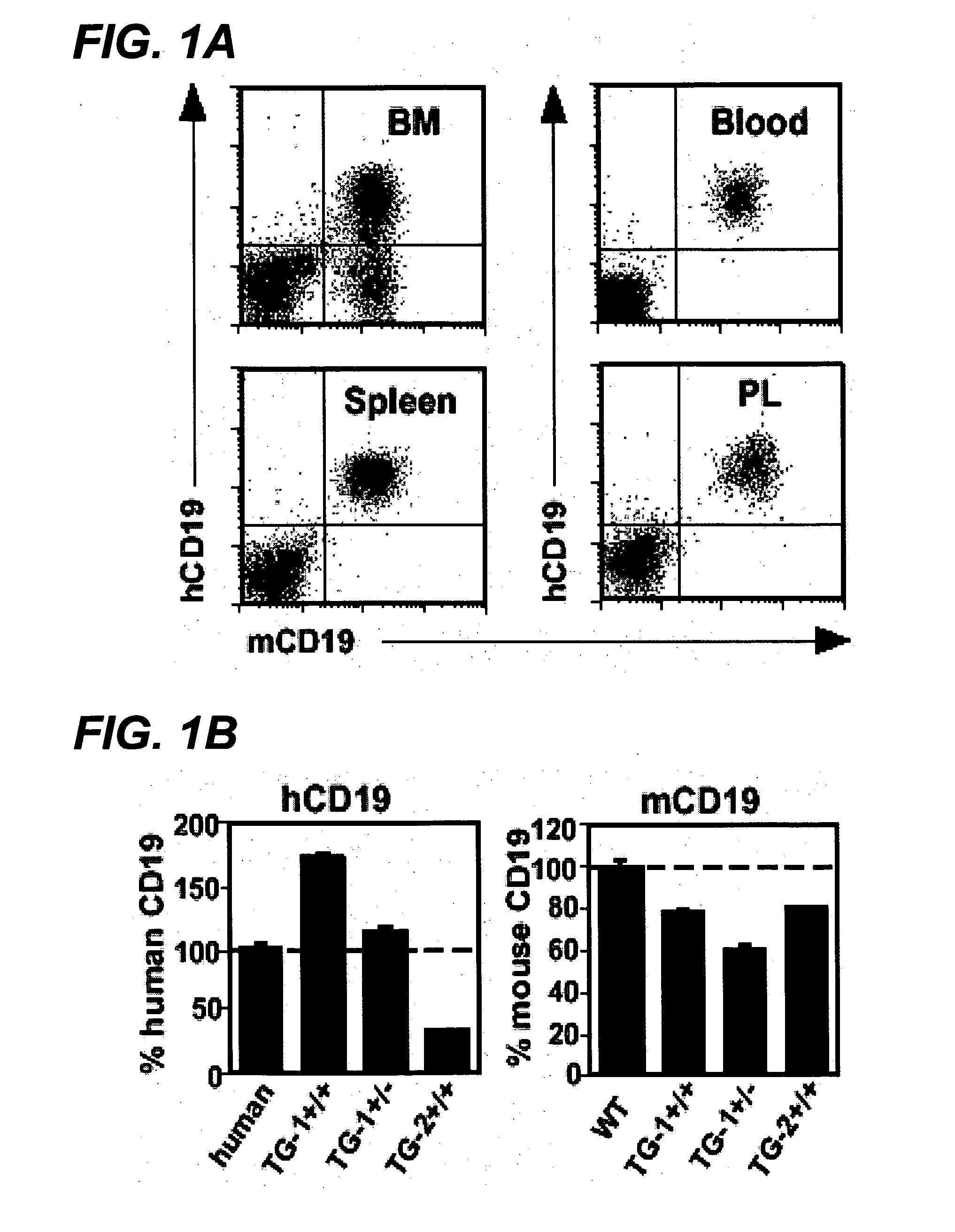 Anti-CD19 antibody therapy for transplantation