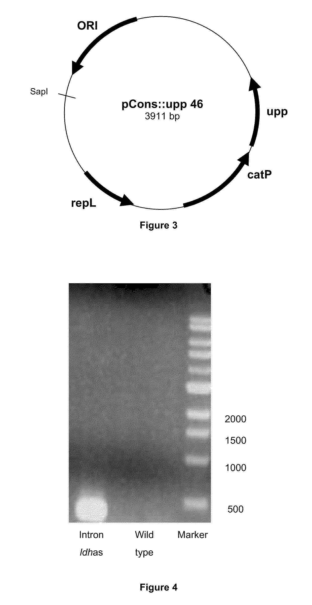 Process for the stable gene interruption in clostridia