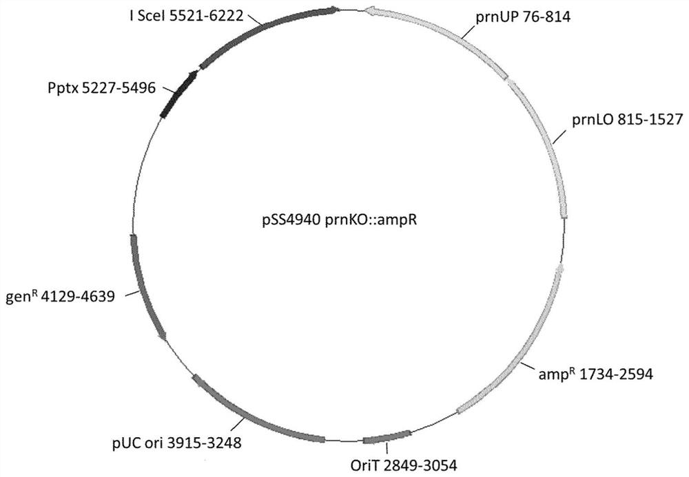 Mutant Bordetella strains and methods of use thereof