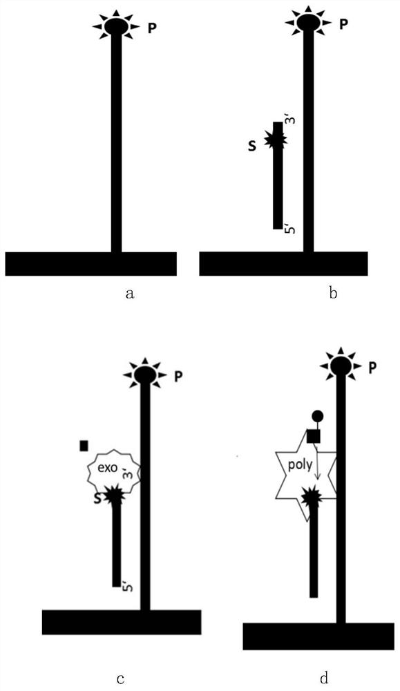 A method and kit for detecting the 3'-5' exo-cutting activity of nucleases on specific bases