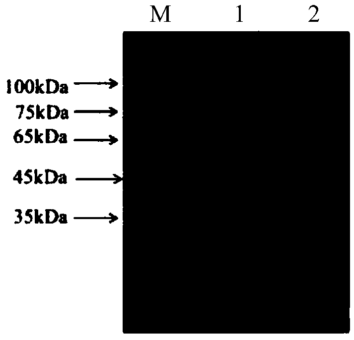 Establishment method of indirect ELISA (enzyme-linked immunosorbent assay) for detection of Brucella abortus HSP70