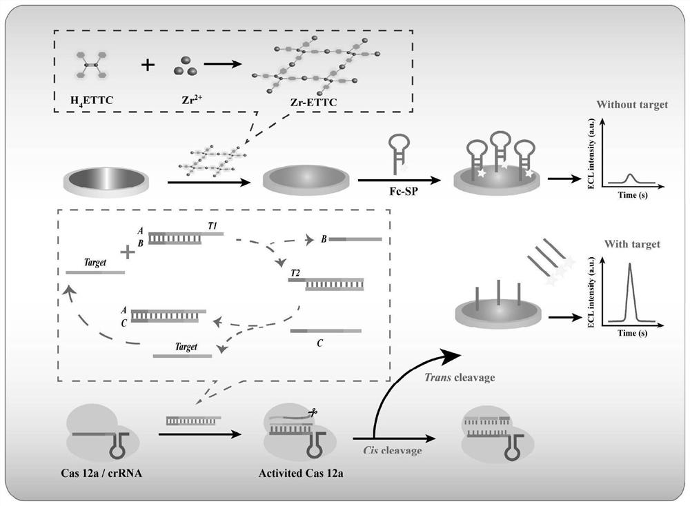 Electrochemiluminescence sensor for detecting hepatitis B virus DNA and preparation and application thereof