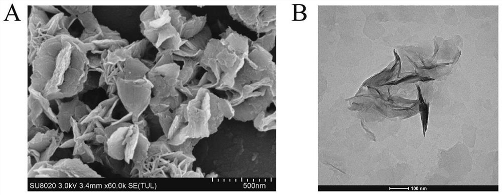 Electrochemiluminescence sensor for detecting hepatitis B virus DNA and preparation and application thereof