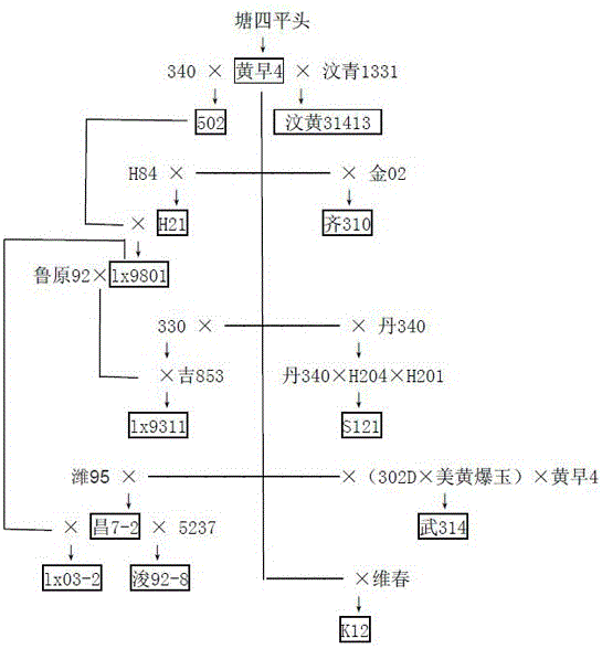 A Synthetic Method of Primitive Population for Maize Breeding for Reciprocal Recurrent Selection