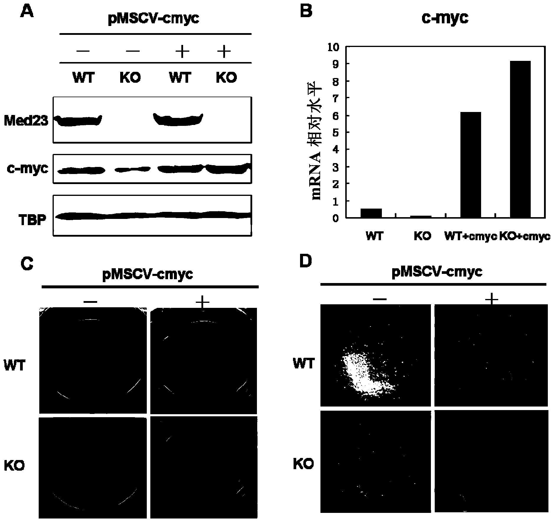 Transcription mesosome Med23 subunit serving as target for preventing or treating cancer