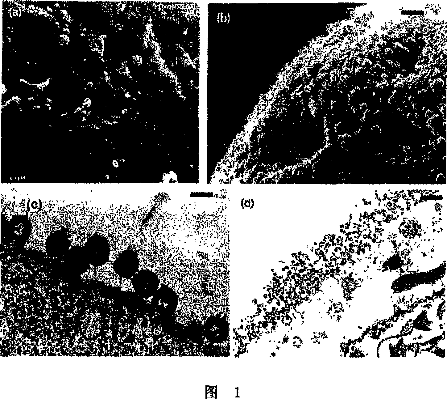 Protein delivery system