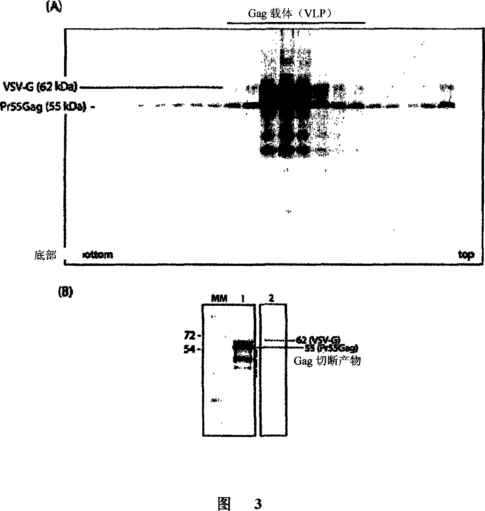 Protein delivery system