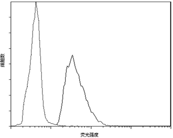 Pichia pastoris wall protein gcw51 and its surface display system and construction method