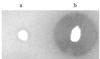 Pichia pastoris wall protein gcw51 and its surface display system and construction method