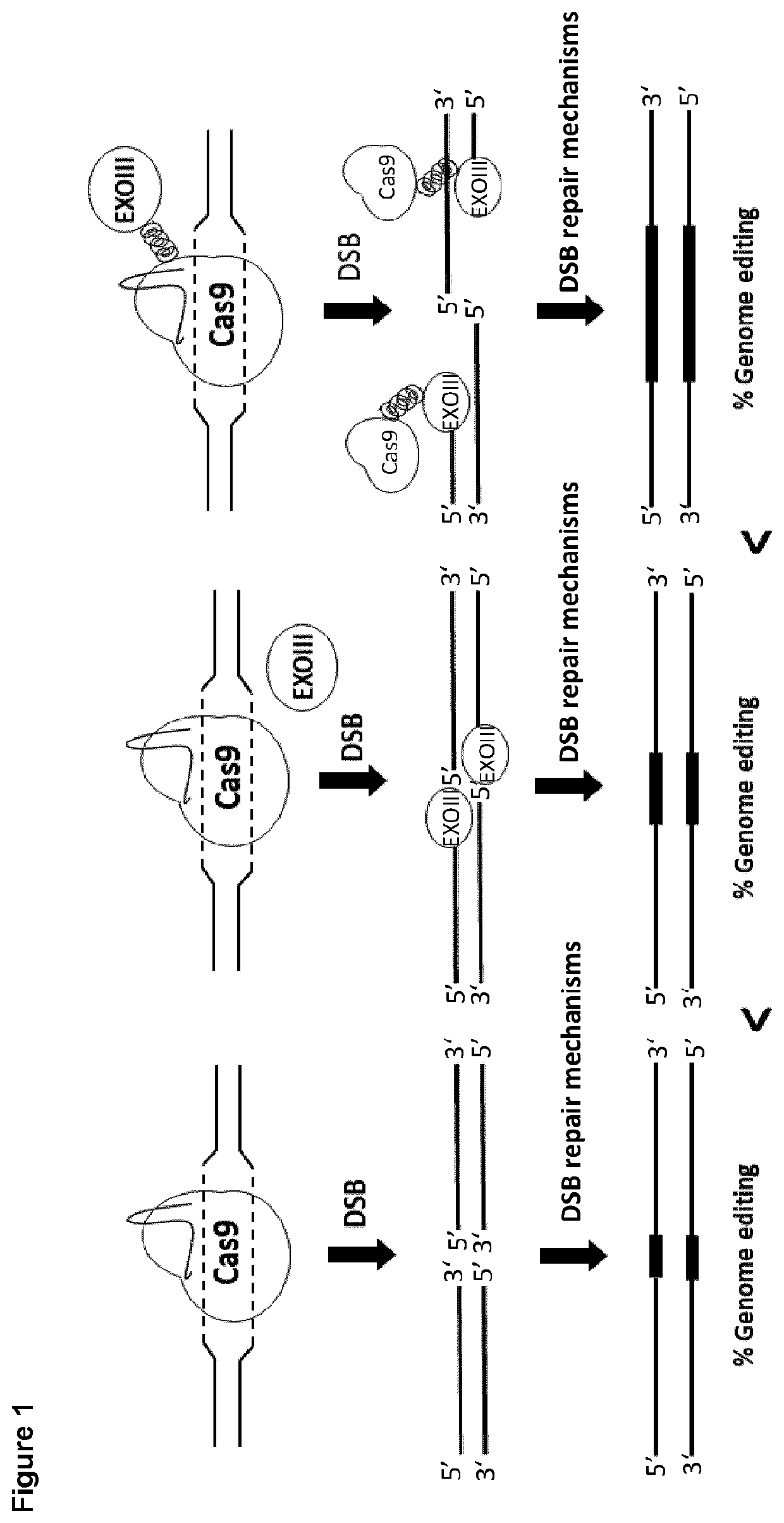 Coiled-coil mediated tethering of crispr/cas and exonucleases for enhanced genome editing