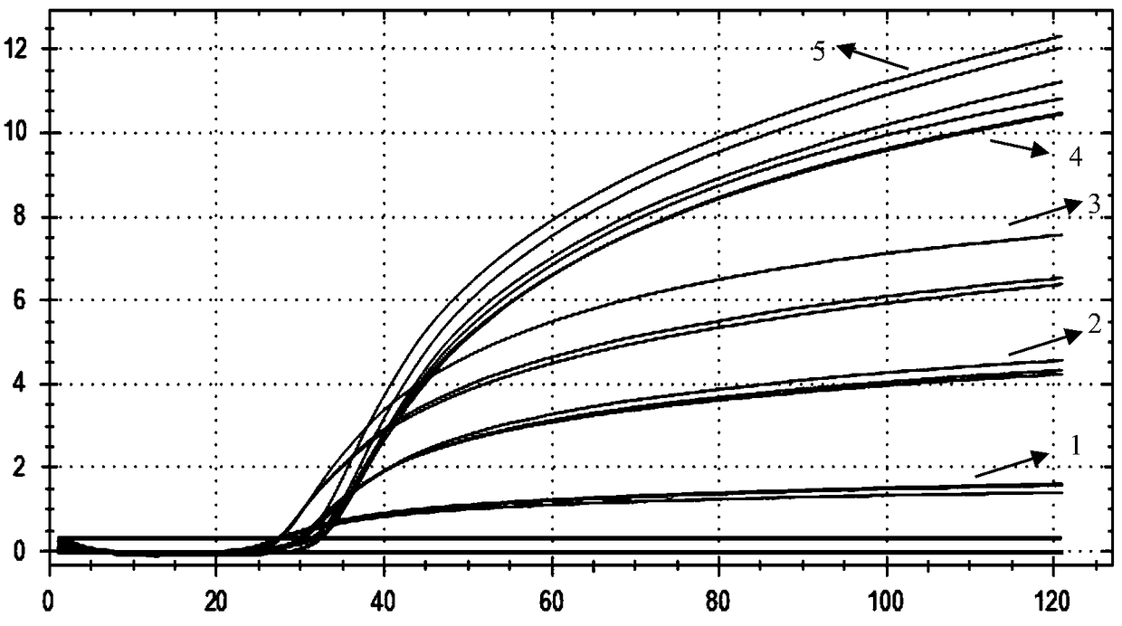 Fluorescent ring-mediated isothermal amplification method based on molecular beacon