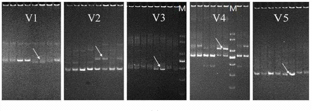 Method for identifying new generations breeding prawn varieties