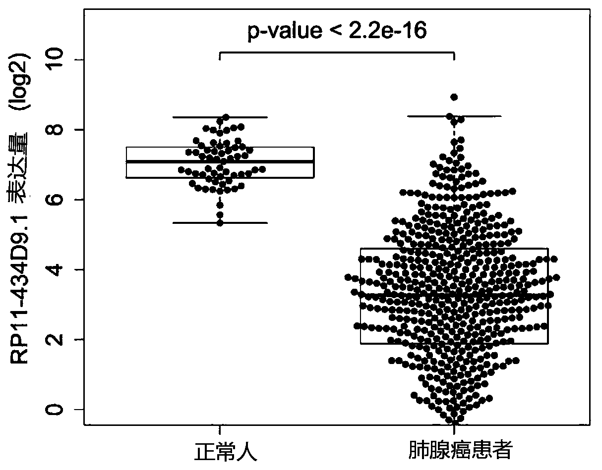 Prognosis marker for lung cancer and application thereof