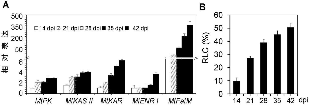 Method for regulating fatty acid synthetic gene and promoting mycorrhizal symbiosis of leguminous plants