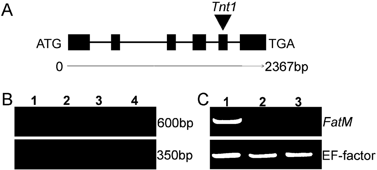 Method for regulating fatty acid synthetic gene and promoting mycorrhizal symbiosis of leguminous plants