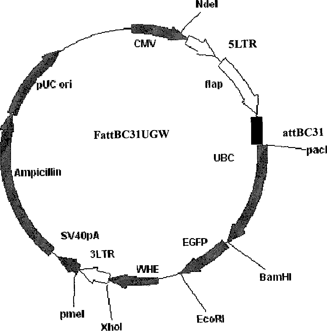 Site-specific integration retroviral vector system and preparation thereof