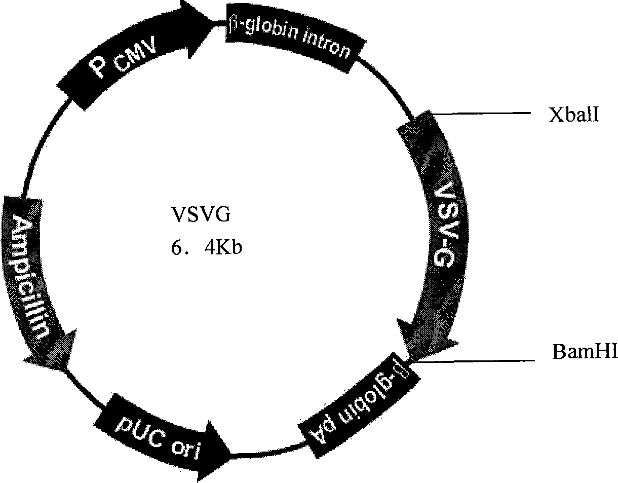 Site-specific integration retroviral vector system and preparation thereof