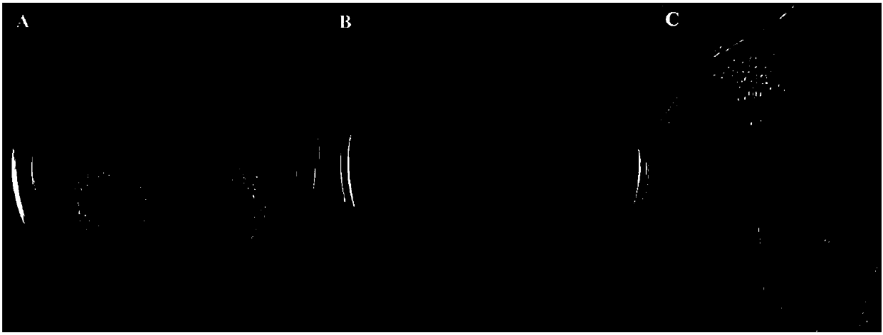 Penicillium funiculosum and application thereof