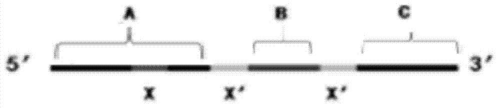 Telomerase activity detecting probe, reagent kit and method