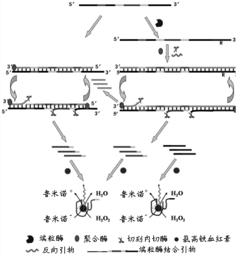 Telomerase activity detecting probe, reagent kit and method