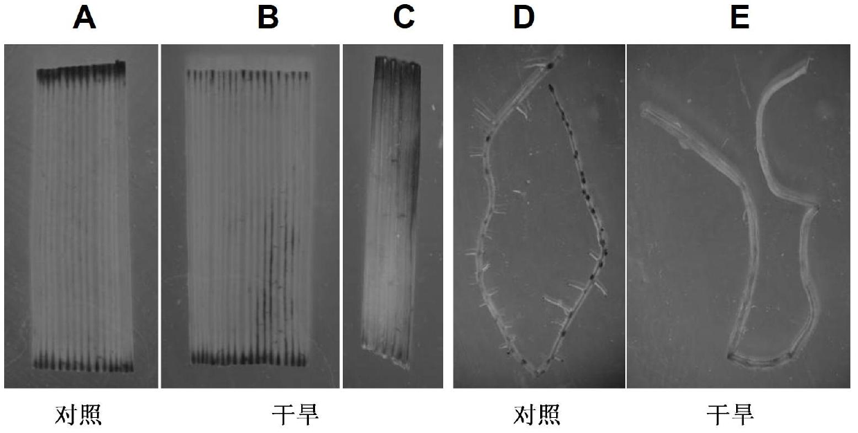 Constitutive expression promoter and application thereof