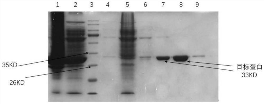 Isopentenyl transferase mutant and method for producing cannabinoid phenol