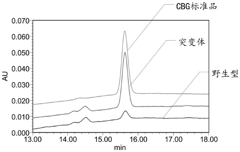 Isopentenyl transferase mutant and method for producing cannabinoid phenol