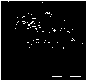 Method for preparing ultrafine copper powder by adopting microemulsion