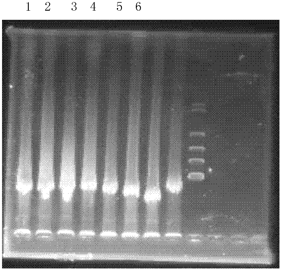 Method for extracting metagenome DNA of compost and application thereof in identifying denitrifying bacteria