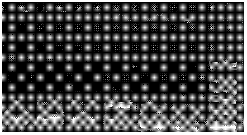 Method for extracting metagenome DNA of compost and application thereof in identifying denitrifying bacteria