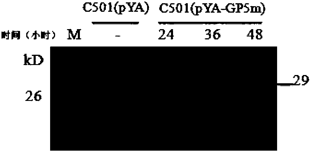 Gene recombined swine cholera salmonella choleraesuis vaccine for blue-ear disease and application thereof