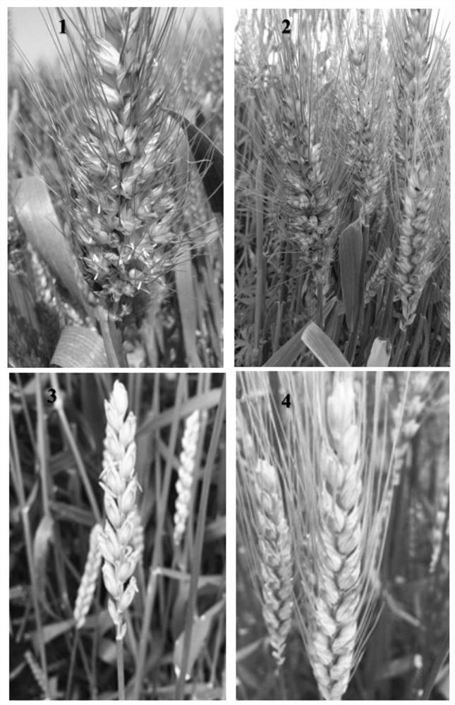 Wheat ear branching gene DNA sequence amplification method, branching gene and application