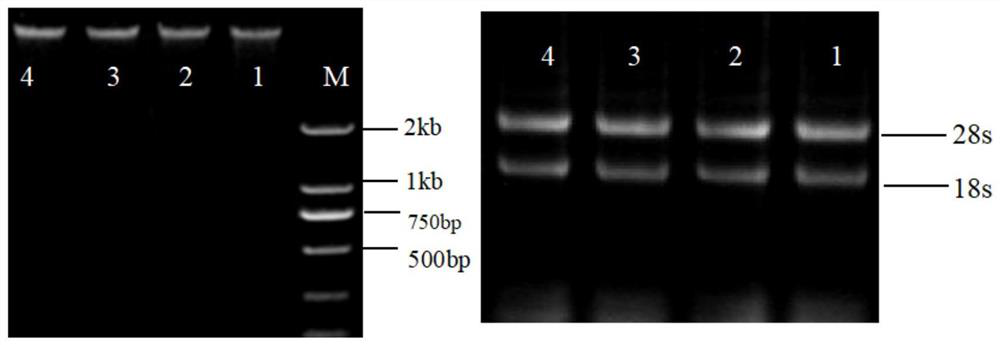 Wheat ear branching gene DNA sequence amplification method, branching gene and application