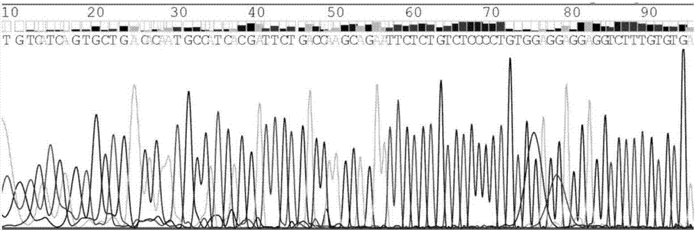 Molecular marker hsa-circ-0000705 for gastric cancer and application of molecular marker hsa-circ-0000705