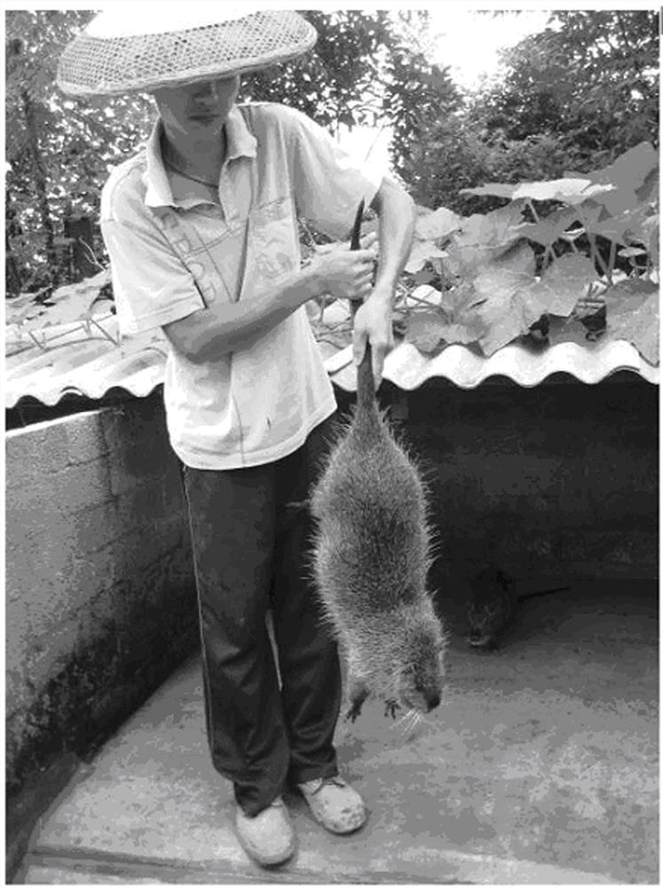 A kind of breeding method of fragrant beaver species