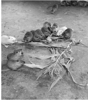 A kind of breeding method of fragrant beaver species