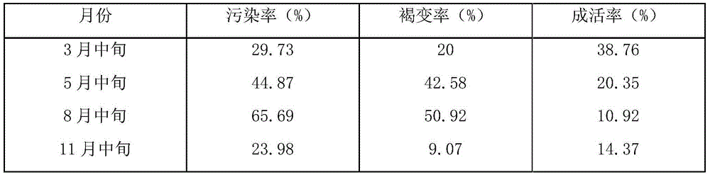 Explant disinfection method for culture of hair bearing plant tissue